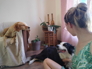 Photo de galerie - Garde de deux habituées pendant les vacances et absences de leurs humains, deux fifilles adorables ?