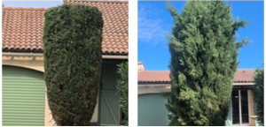 Photo de galerie - Taille et rabattage cyprès 