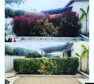 Photo de galerie - Taille haie Photinia 