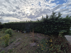 Photo de galerie - Elagage et coupe d'arbres