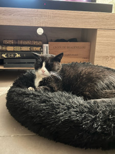 Photo de galerie - Garde chat