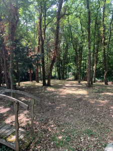 Photo de galerie - Débroussaillage complet