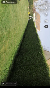 Photo de galerie - Taille de haies et d'arbustes