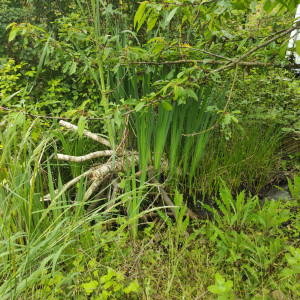 Photo de galerie - Création d'une biodiversité 