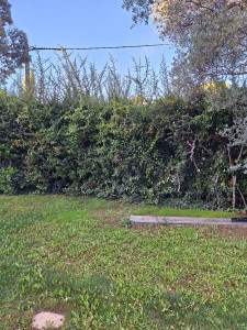 Photo de galerie - Taille rabattage PIRACANTA AVANT.