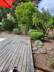 Photo de galerie -  nettoyage d'un jardin taille désherbage   d'un jardin au bord d'une piscine