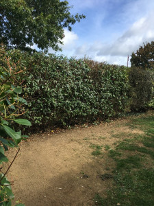 Photo de galerie - Taille de haie 