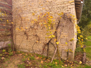 Photo de galerie - Taille de haies et d'arbustes