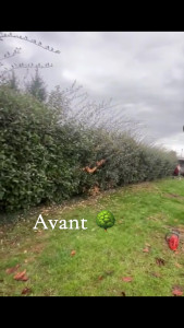 Photo de galerie - Taille de haies