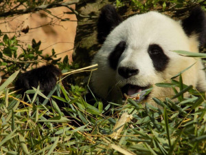 Photo de galerie - Panda , Zoo de Beauval 