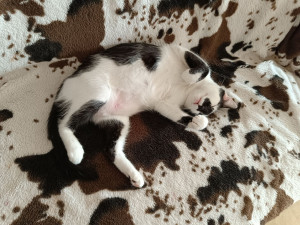 Photo de galerie - Garde de chat à domicile avec beaucoup d'attention, de soins et de tendresse.
