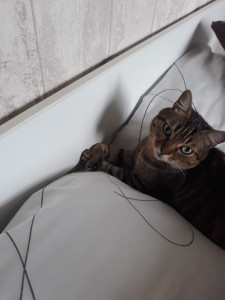 Photo de galerie - Garde animaux