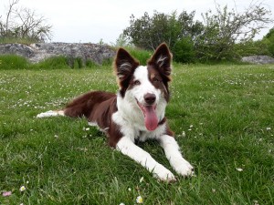 Photo de galerie - C'est mon chien