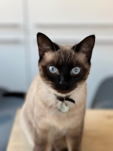 Photo de galerie - Chat que je garde 