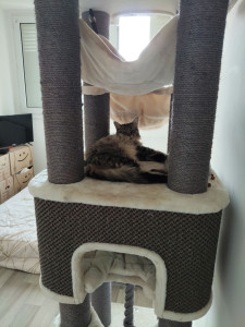 Photo de galerie - Pièce privatisée pour le bonheur des chats