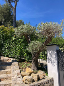 Photo de galerie - Taille d’un Olivier en boule 