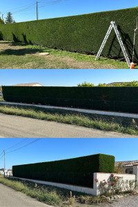 Photo de galerie - Taille de cyprès 