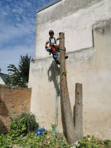Photo de galerie - Elagage et coupe d'arbres