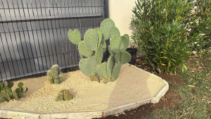 Photo de galerie - Création massif exotique 