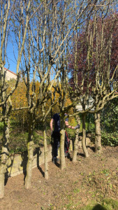 Photo de galerie - Elagage et coupe d'arbres