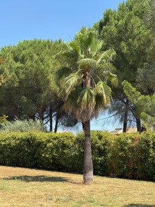 Photo de galerie - Washingtonia filifera