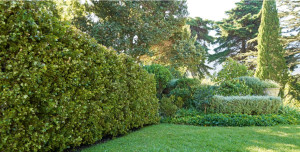 Photo de galerie - Peut répondre aux appels de tonte de pelouse débroussaillage taillage de haie etc…