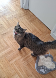 Photo de galerie - Chat trop mignon que j'ai rendu visite 2 ou 3 fois avant le déménagement de sa maîtresse et du chat du coup... très gourmand et très câlin