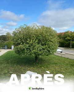 Photo de galerie - Elagage et coupe d'arbres