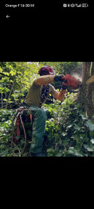 Photo de galerie - Abattage d'arbre et réalisation de travail sur corde pour de l'élagage.