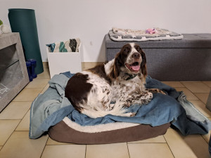 Photo de galerie - Garde chien