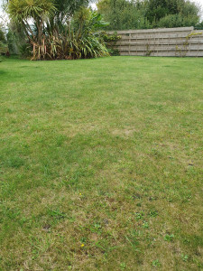 Photo de galerie - Tonte de pelouses 