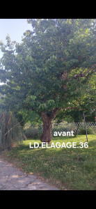 Photo de galerie - Elagage et coupe d'arbres
