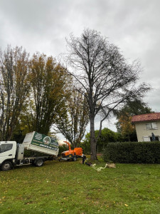 Photo de galerie - Elagage et coupe d'arbres