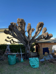 Photo de galerie - Taille de tilleul