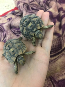 Photo de galerie - Olive et Pistache