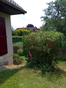 Photo de galerie - Taille de haies et d'arbustes