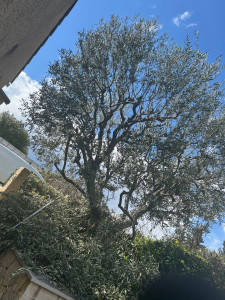 Photo de galerie - Taille d’un olivier en port naturel