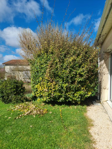 Photo de galerie - Taille de haies et d'arbustes