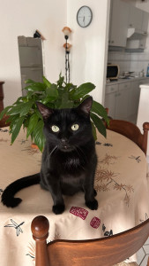 Photo de galerie - Bibiche