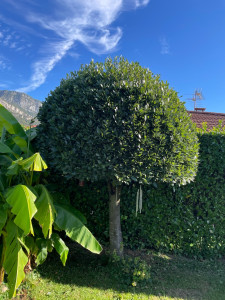 Photo de galerie - Elagage et coupe d'arbres