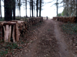 Photo de galerie - Elagage et coupe d'arbres