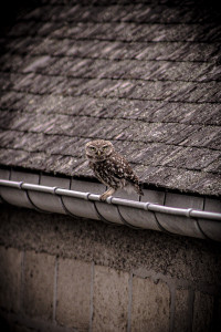 Photo de galerie - Photographe