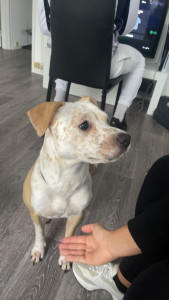 Photo de galerie - Petit toutou que je garde 