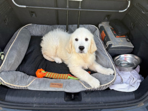 Photo de galerie - Eleveuse de Landseers pendant plus de 12 ans, j’ai mon brevet d’éducateur canin et je me ferai un plaisir de garder vous loulous ( chien et chat) à mon domicile. 