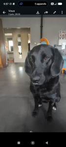 Photo de galerie - Garde à notre domicile de Onyx.
LABRADOR
