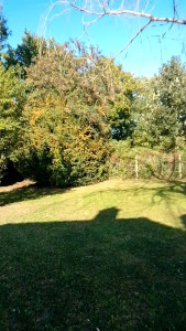 Photo de galerie - Entretien d'un jardin