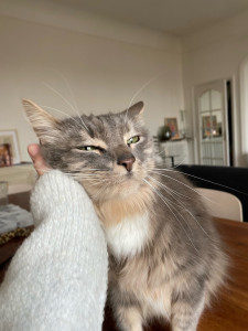 Photo de galerie - Garde chat à votre domicile pendant la période des fêtes 2024