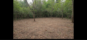 Photo de galerie - Débroussaillage fini résultat très propre et soigner 