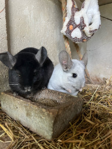 Photo de galerie - Garde de chinchillas 