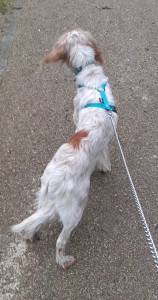 Photo de galerie - Garde chien